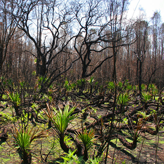 Site and Land Development